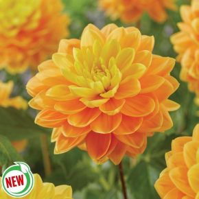 Aladdin's Lamp Dahlia